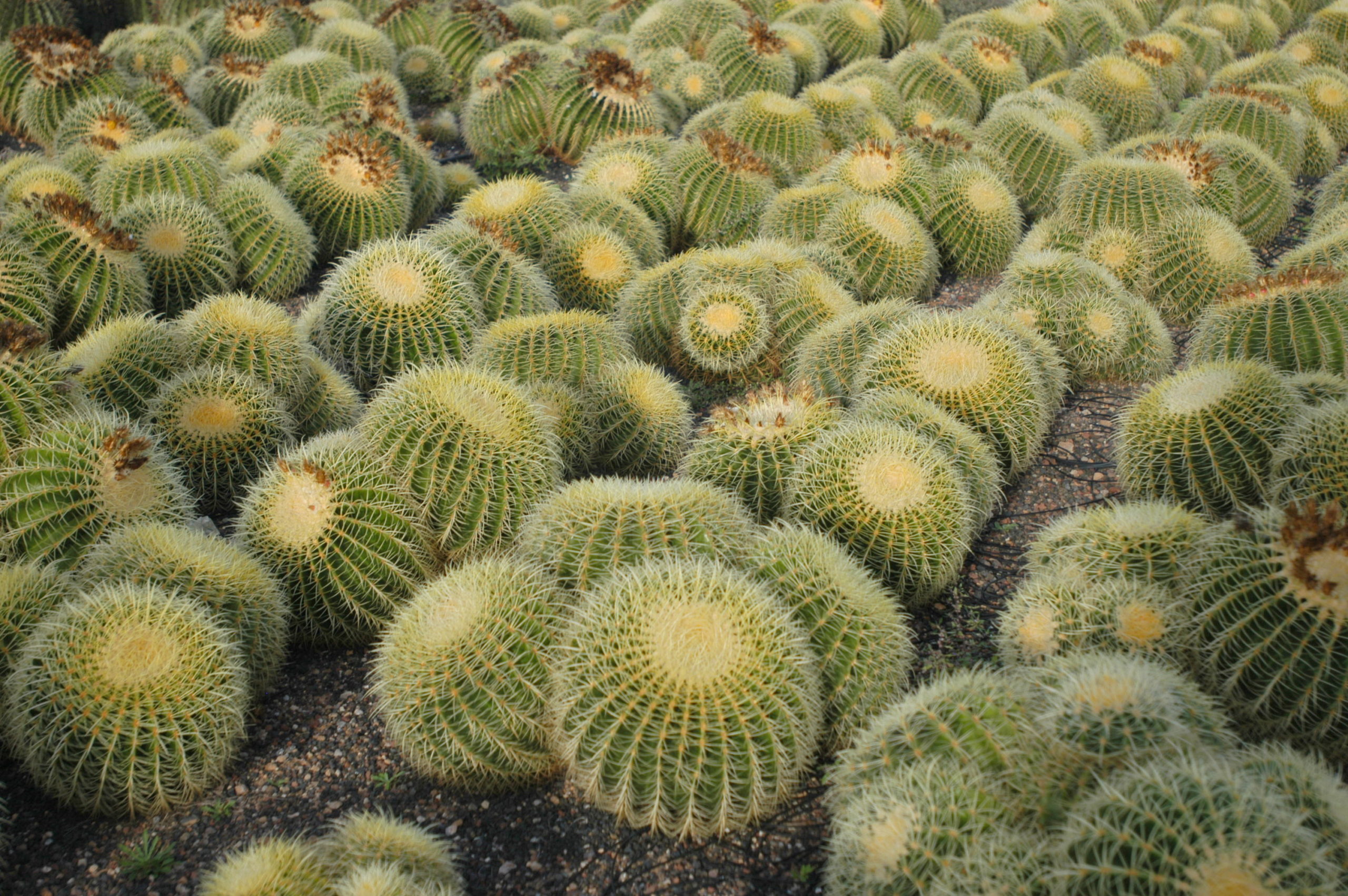 Canary Cactus SA, floristerías en Güímar