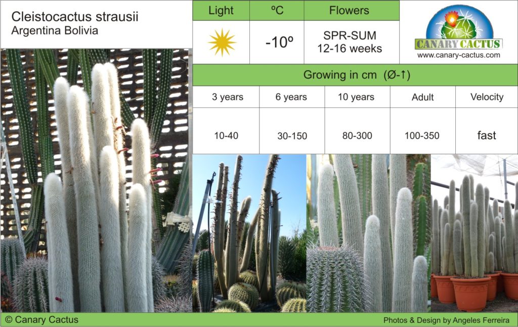 Katalog  canary-cactus.com